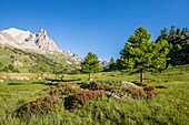 Frankreich, Hautes Alpes, Nevache, Tal von La Claree, blühender Rhododendron ferruginous (Rhododendron ferrugineum), im Hintergrund das Massiv von Cerces (3093m) und die Gipfel des Main de Crepin (2942m)