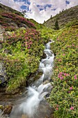 France, Hautes Alpes, Nevache, La Claree valley, Rhododendron ferruginous (Rhododendron ferrugineum) in flowers