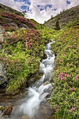 Frankreich, Hautes Alpes, Nevache, La Claree Tal, Rhododendron ferruginous (Rhododendron ferrugineum) in Blüte