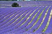 France, Drome, Ferrassieres, lavender fields