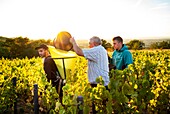 France, Rhone, Beaujolais, Le Perreon, harvest of the Domaine Longere, locality Les Roches