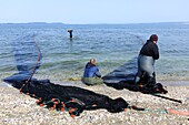 France, Bouches du Rhone, Chateauneuf les Martigues, Jaï, Berre pond, purse seine fishing