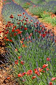 France, Alpes de Haute Provence, Valensole plateau, red poppy flowers in a field of lavandin (lavender)