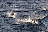 France, Var, Iles d'Hyeres, Parc National de Port Cros (National park of Port Cros), Porquerolles island, common bottlenose dolphin also called Atlantic bottlenose dolphin (Tursiops truncatus)