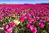 France, Finistere, Bigouden country, Plomeur, La Torche tulip and poppy flowers cultivations