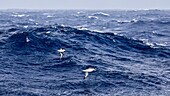 France, Indian Ocean, French Southern and Antarctic Lands listed as World Heritage by UNESCO, Black-browed Albatross (Thalassarche melanophris) and Wandering Albatross (Diomedea exulans), picture taken aboard the Marion Dufresne (supply ship of French Southern and Antarctic Territories) underway from Crozet Islands to Kerguelen Islands