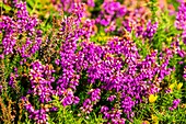 France, Cotes d'Armor, Erquy Cape, heather in bloom