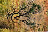 Frankreich, Rhône, Lyon, 6. Arrondissement, Bezirk La Tête d'Or, See des Parks von La Tête d'Or