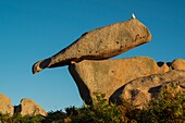 Frankreich, Cotes d'Armor, Ploumanach, Perros-Guirec, die Küste aus rosa Granit, der Zollweg oder der Wanderweg GR Grande 34