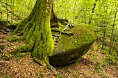 Frankreich, Finistere, Huelgoat, Regionales Naturreservat von Armorique, granitisches Chaos des Waldes von Huelgoat