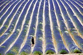 France, Drome, Ferrassieres, lavender fields