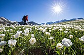 France, Hautes Alpes, Nevache, La Clarée valley, flowerbed of buttercup of Kuepfer (Ranunculus kuepferi) and walker on the GR57