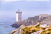 France, Finistere, Le Conquet, Kermorvan peninsula, dolphins at the foot of Kermorvan lighthouse built in 1849