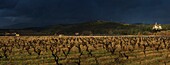 France, Pyrenees Orientales, Vallespir, Ceret, wine estate of the castle of Aubiry, view of the vineyard in winter under a stormy sky