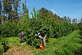 Frankreich, Haute Corse, östliche Ebene, der Anbau von Zitronen ist wieder eine landwirtschaftliche Aktivität in der Entwicklung, hier das Sammeln der Früchte, wenn sie grün sind