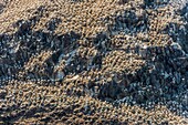 Frankreich, Cotes d'Armor, Perros Guirec, Kolonie von Basstölpeln (Morus bassanus) auf der Insel Rouzic im Naturschutzgebiet Sept Îles