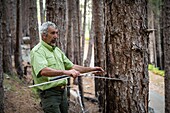 Frankreich, Haute Corse, Vivario, im Wald von Verghello misst der Forstbeamte Antoine Paolacci mit einem Forstzirkel den Durchmesser der Bäume, die vor der Schlachtung markiert werden sollen