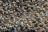 France, Cotes d'Armor, Perros Guirec, colony of gannets (Morus bassanus) on Rouzic island in the Sept Îles nature reserve