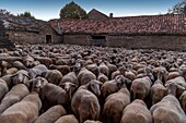 Frankreich, Aveyron, La Couvertoirade, "Les Plus Beaux Villages de France" (Die schönsten Dörfer Frankreichs), Zaun mit Schafen in der Abenddämmerung