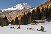 Frankreich, Haute Savoie, Massiv des Mont Blanc, die Contamines Montjoie, Pfade rund im Geschirr von Hunden von Schlitten auf dem skandinavischen Raum von notre dame de la Gorge mit der Nadel von Roselette