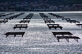 France, Herault, Bouzigues, Etang de Thau, oyster beds, Sete in the background