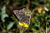 Frankreich, Haut Rhin, Orschwihr, Bollenberg, Schmetterling (Spialia sertorius)