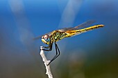France, Var, Six Fours les Plages, Le Brusc, Gaou islands, dragonfly (Sympetrum fonscolombii), female