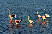 France, Aude, Narbonne, Corbieres, Gruissan, Flamingos (Phoenicopterus roseus)