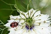 France, Territoire de Belfort, Belfort, kitchen garden, bug (Eurydema ornata), flower (Nigella damascena)