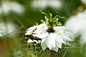 Frankreich, Territoire de Belfort, Belfort, Gemüsegarten, Käfer (Leptura maculata ou Rutpela maculata) im Flug, Blüte (Nigella damascena)