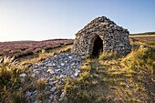 France, Drome, Drome Provencale, Ferrassieres, borie in a lavender field