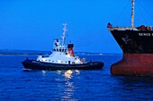 France, Bouches du Rhone, Gulf of Fos sur Mer, Port de Bouc, tug of the company Boluda