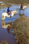 France, Bouches du Rhone, Camargue Regional Nature Park, Saintes Maries de la Mer, Domaine du Grand Rafeau, Manade Raynaud