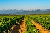 France, Haute Corse, Aleria, eastern plain, the vineyard around the pond of Diana