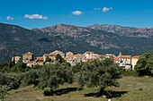 France, Corse du Sud, Alta Rocca, Sainte Lucie of Tallano, general view from the old convent of Saint Francois and the punta de Zibo and plantation olives