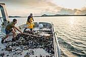 Frankreich, Haute Corse, Östliche Ebene, Aleria, Austernzucht im Teich Diana, Freigabe der leeren Austernschalen nach der Verarbeitung