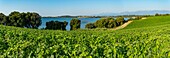 France, Haute Corse, Aleria, in the eastern plain panoramic view of the vineyard and the pond of Diana