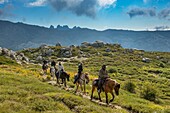 France, Corse du Sud, Alta Rocca, Coscione plateau, horse riding on the plateau around the Castellu d'Ornucciu with Justine Tauvel equestrian center teacher
