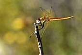 France, Var, Six Fours les Plages, Le Brusc, Gaou islands, dragonfly (Sympetrum fonscolombii), male