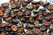 France, Herault, Sete, tray of sea urchins