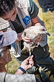 Frankreich, Cotes d'Armor, Rosa Granitküste, Pleumeur Bodou, Grande Island, Ornithologische Station des Vogelschutzbundes (LPO), Zählen, Wiegen, Zählung und Beringung von Silbermöwen (Larus fuscus) und Heringsmöwen (Larus argentatus) vor der Freilassung größerer Tiere