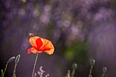 France, Alpes de Haute Provence, Simiane la Rotonde, common poppy (Papaver rhoeas) in a field of lavender