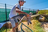 Frankreich, Cotes d'Armor, Rosa Granitküste, Pleumeur Bodou, Grande Island, Ornithologische Station der Liga für Vogelschutz (LPO), Zählen, Wiegen, Zählung und Beringung von Silbermöwen (Larus fuscus) und Heringsmöwen (Larus argentatus) vor der Freilassung größerer Tiere