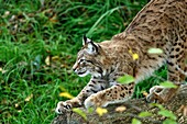 Frankreich, Moselle, Rhodos, Wildpark Sainte Croix, Luchs (Lynx lynx)
