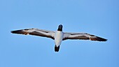 France, Indian Ocean, French Southern and Antarctic Lands listed as World Heritage by UNESCO, Scattered Islands, Tromelin Island, Masqued Booby (sula dactylatra)