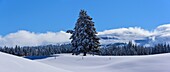 Frankreich, Jura, GTJ große Überquerung des Juras auf Schneeschuhen, Durchquerung majestätischer Landschaften zwischen Lajoux und Molunes mit den hohen Gipfeln des Juras einschließlich Colomby de Gex in Panoramalage