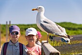 France, Cotes d'Armor, Pink Granite Coast, Pleumeur Bodou, Grande Island, children observing a Brown Gull (Larus fuscus) at the Ornithological Station of the League of Bird Protection (LPO)