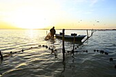 France, Bouches du Rhone, Regional Natural Park of Camargue, Saintes Maries de la Mer, pond said the Imperial, fishing