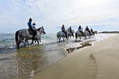 France, Bouches du Rhone, Camargue Regional Natural Park, Saintes Maries de la Mer, The Four Maries, beach, equestrian hike with the horses of the Manade Pagès