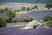 Frankreich, Drome, Drome Provencale, Ferrassieres, Borie in einem Lavendelfeld